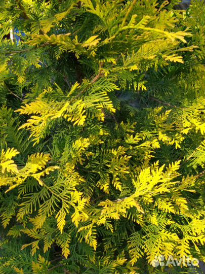 Альбиция,белая акация, хвойники, и многое другое