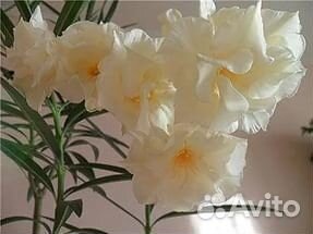 Белый олеандр