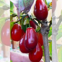 Кизил сорт Семен