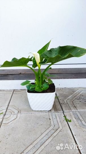 Калла цветущая корневищная