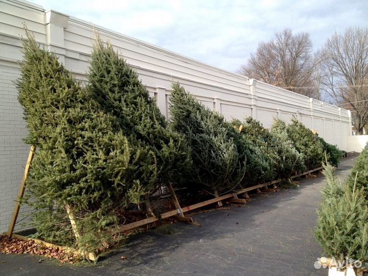 Ель и сосна живая