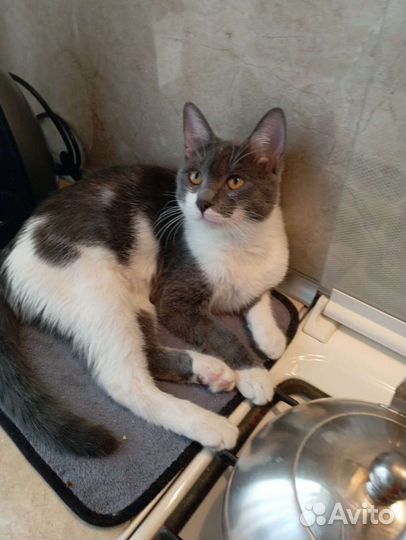 Кошка в дар