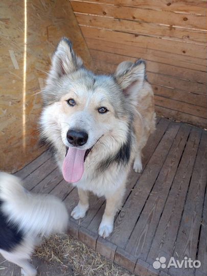 Собака в добрые руки