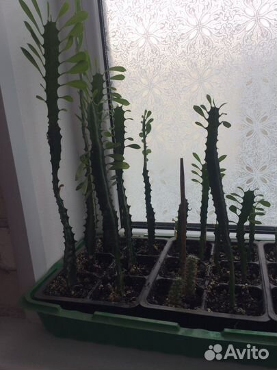 Молочай трехгранный