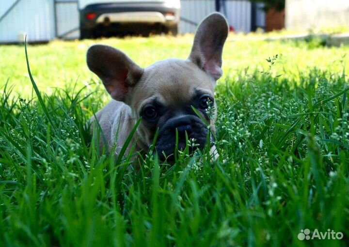 Французский бульдог девочка