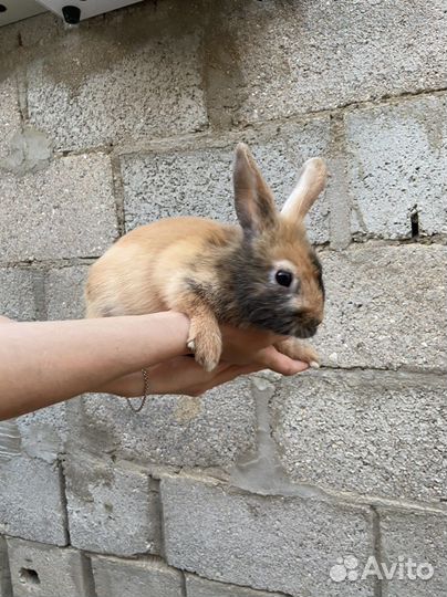 Кролики карликовые