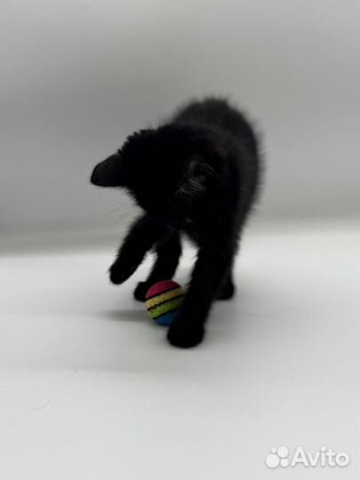 Очаровательный котенок