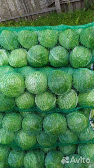 Капуста оптом