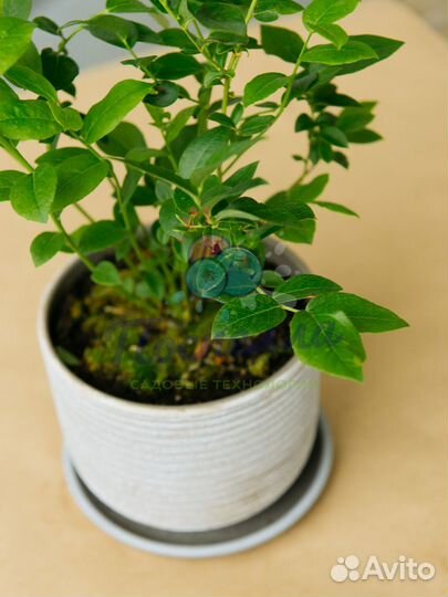 Саженцы голубики разных сортов