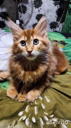 Котята мейн-кун рыжие