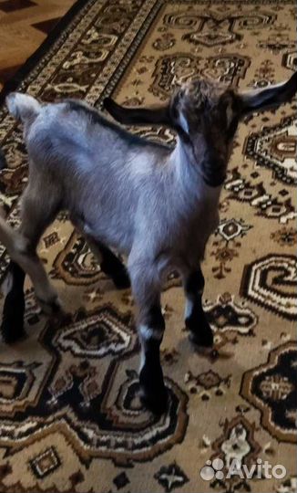 Козочки чехо-нубийские,альпо-чешские,камори козлик