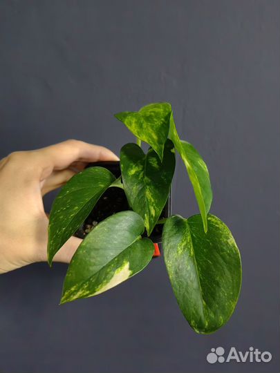 Сциндапсусы,эпипремнумы