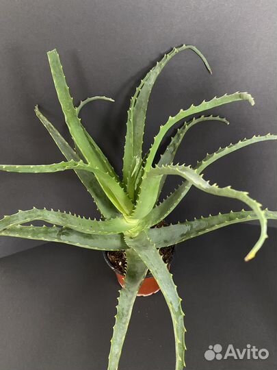 Алоэ древовидное