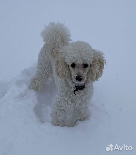 Малый пудель