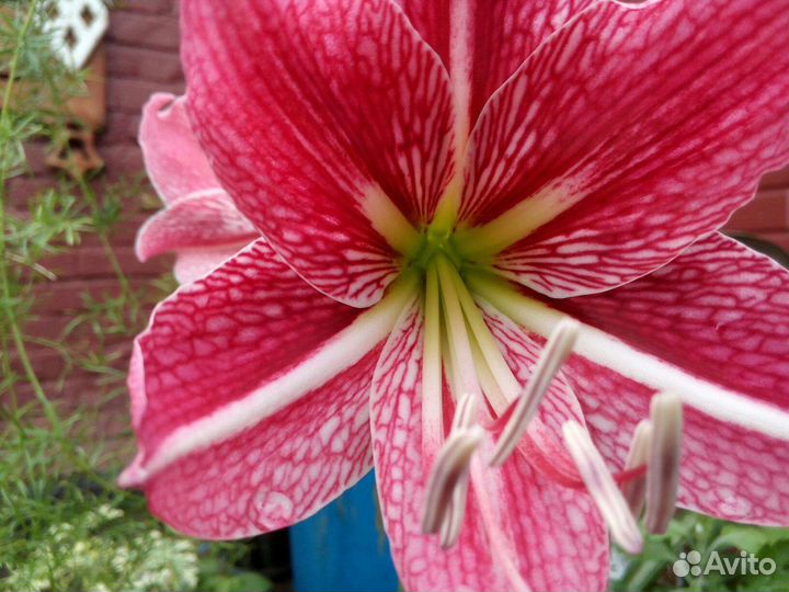 Hippeastrum reticulatum