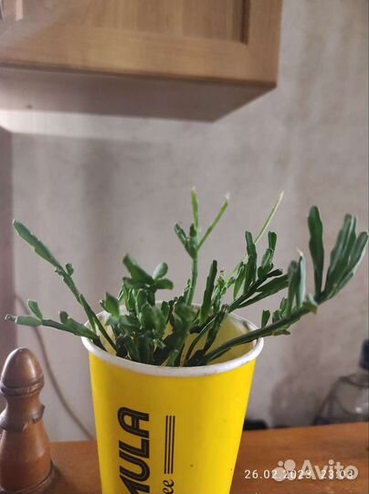 Эпифиллумы, рипсалис, леписмиум