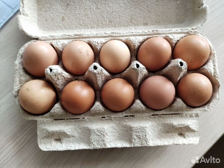 Домашние куриные яйца