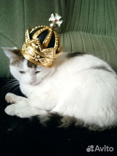 Передержка кошек и собак