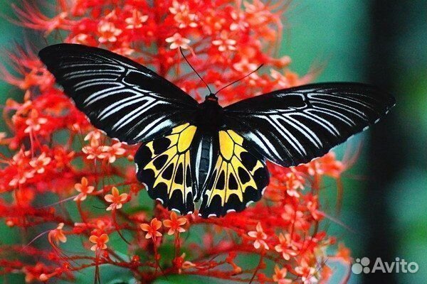 Живые экзотические бабочки Тропическая Ночь т/б-2