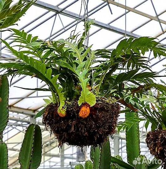 Папоротники