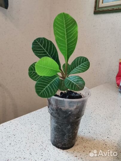 Молочай беложильчатый