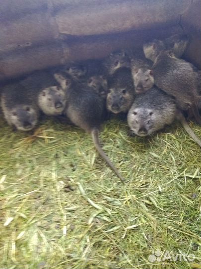 Продаются нутри