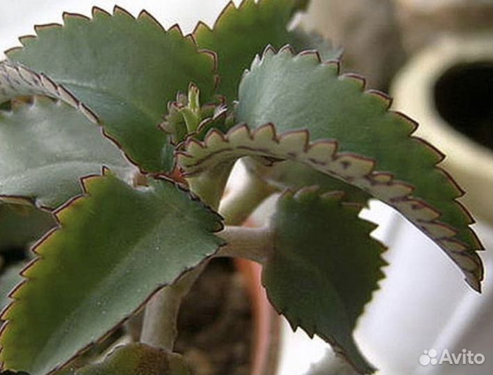 Каланхоэ Дегремона и Шлюмбергера буклей