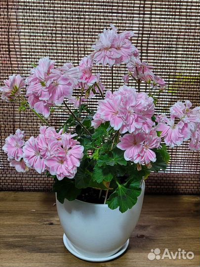 Пеларгония герань сортовая Saga