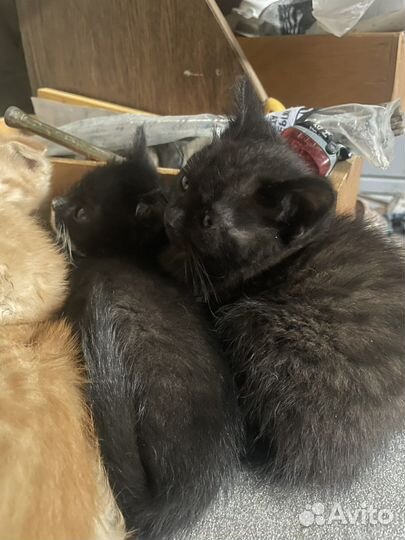 Кошка в дар бесплатно