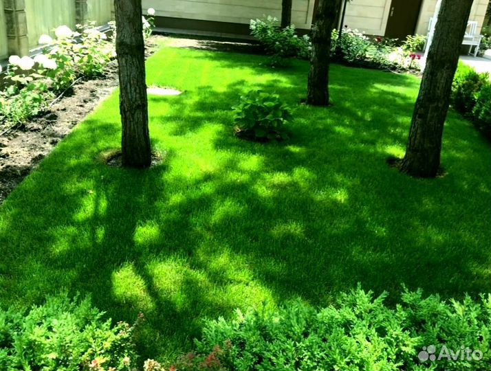 Рулонный газон