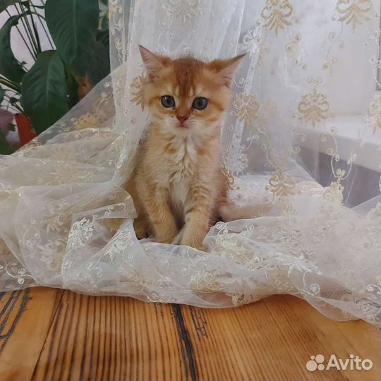 Британские котята золотая шиншилла