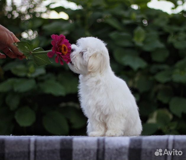 Мальтийская болонка