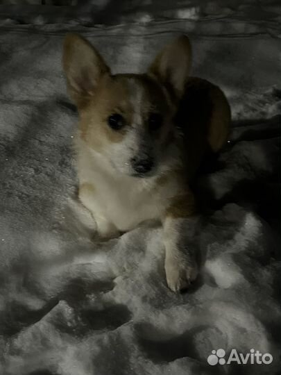 Вельш-корги пемброк девочка