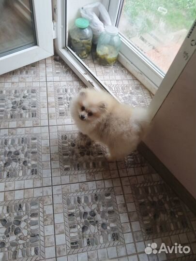 Мальчик в померанском типе