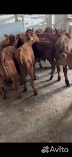 Телята бычки сементалы
