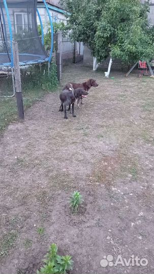 Щенки курцхаара