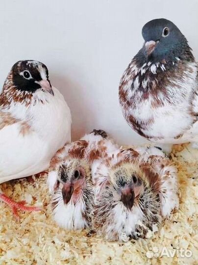 Домашние комнатные голуби на заказ