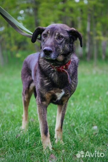Собака в добрые руки отдам бесплатно