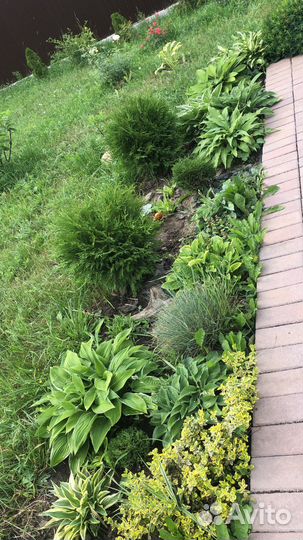 Растения кустами