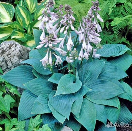 Хоста Халцион