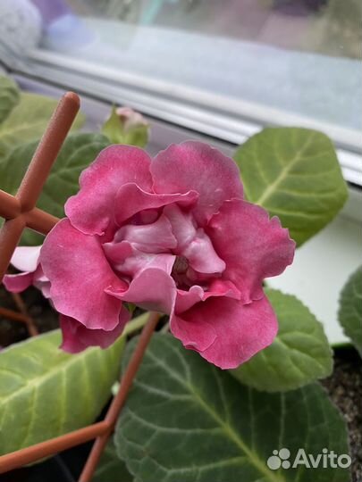 Детки Сортовых глоксиний