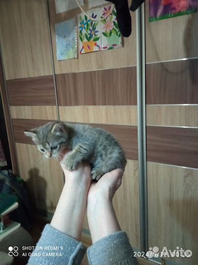 Котик в добрые руки