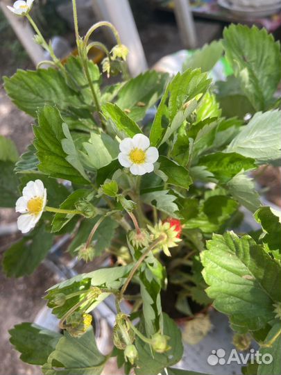 Земляника Альпийска