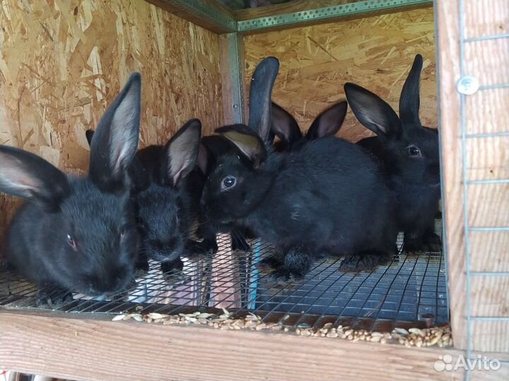 Кролики полтавское серебро