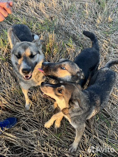 Восточноевропейская овчарка