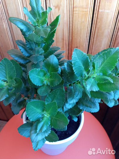 Каланхоэ белое и желтое