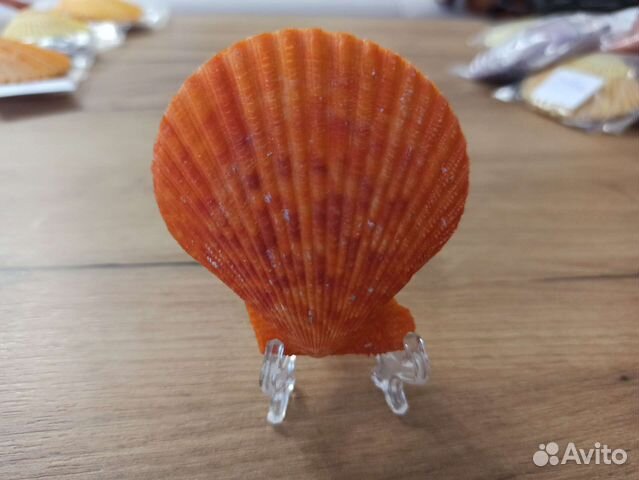 Морская раковина