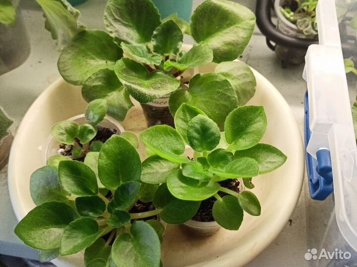 Фиалки сортовые продажа