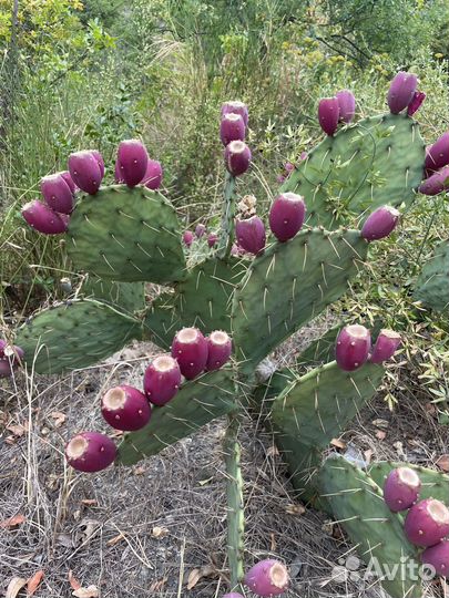 Плоды опунции