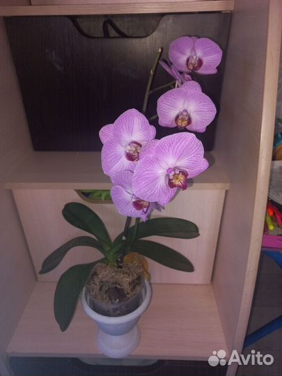 Орхидея фаленопсис